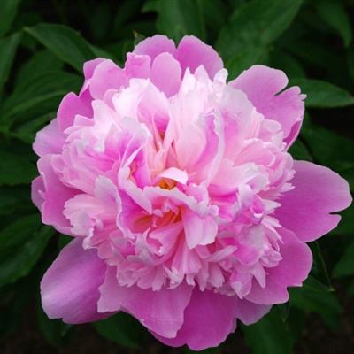 星空体育APP下载手机版